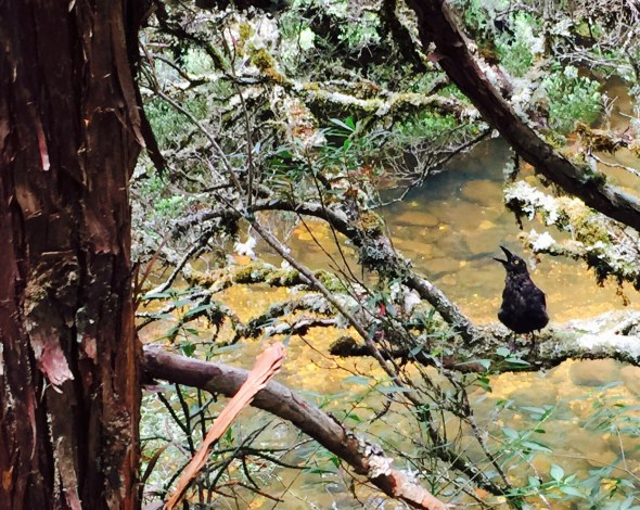 Noisy Black Currawong