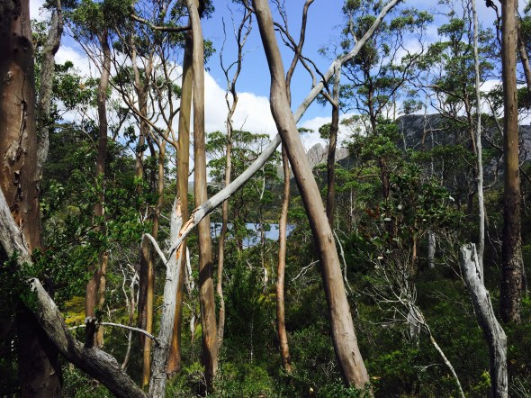 Cradle Mountain behind the trees