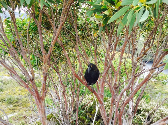 This is my tree, nothin to see here, move along.