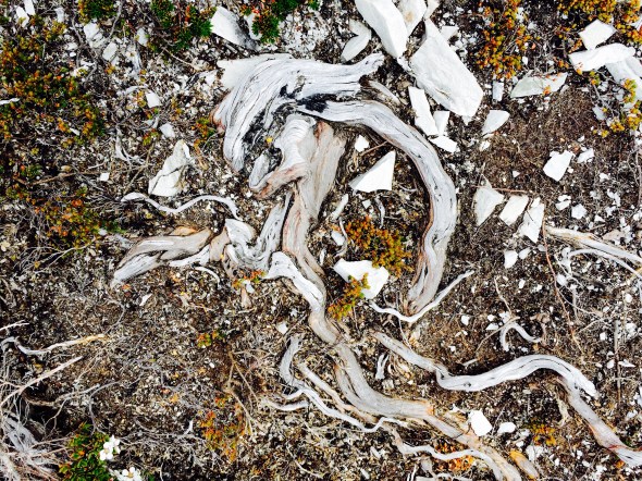 Nutrition for trees does not come easy