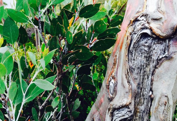 Tough life for a tree